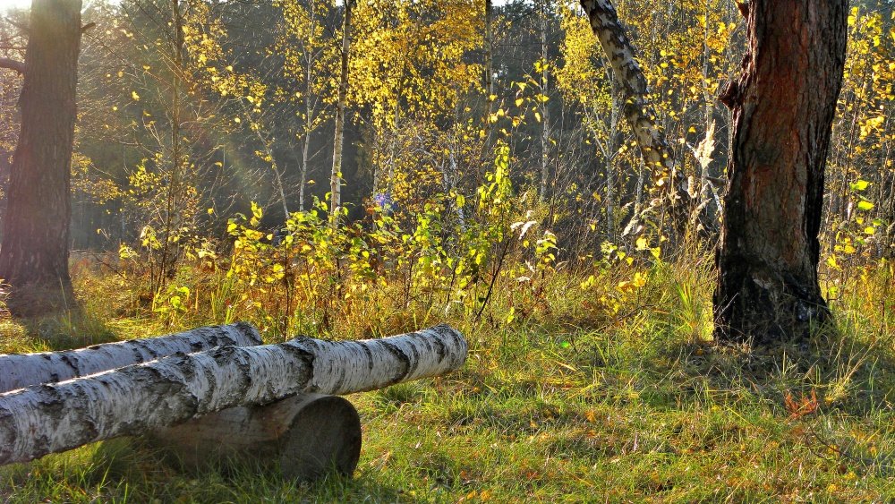 orange Licht im Oktober