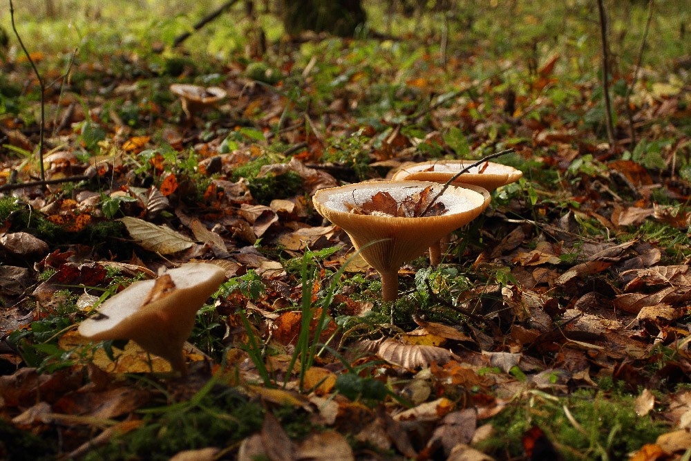 Herbst-Winter-Cocktail
