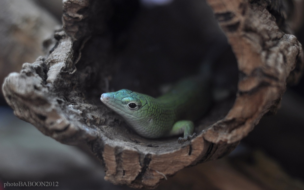Ich Klempner. Vater, Sie haben eine Holzpfeife, komplett faul! Geändert werden müssen