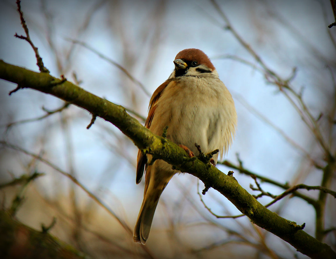 "Буревестник"