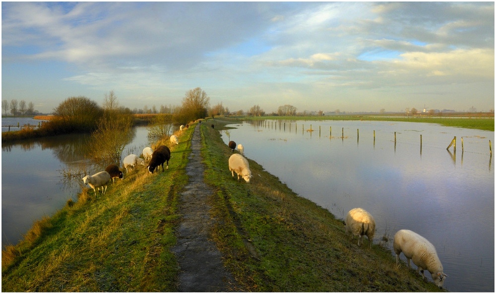 Sheep in the flood.