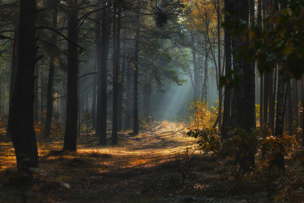 Morgen in den herbstlichen Wald