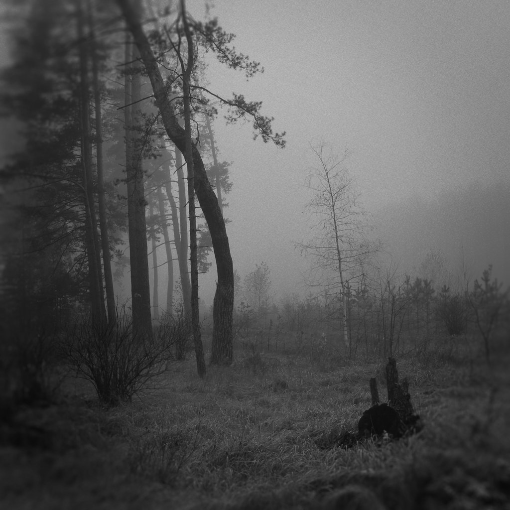 Nebel im Wald