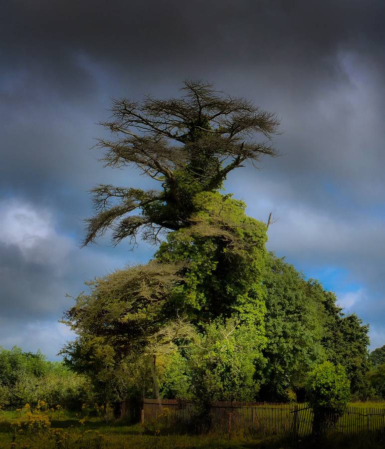 In einem anderen Licht ......