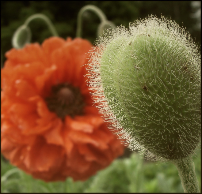 Mohn