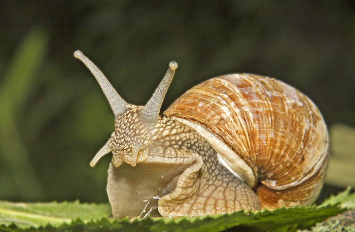 Schnecke