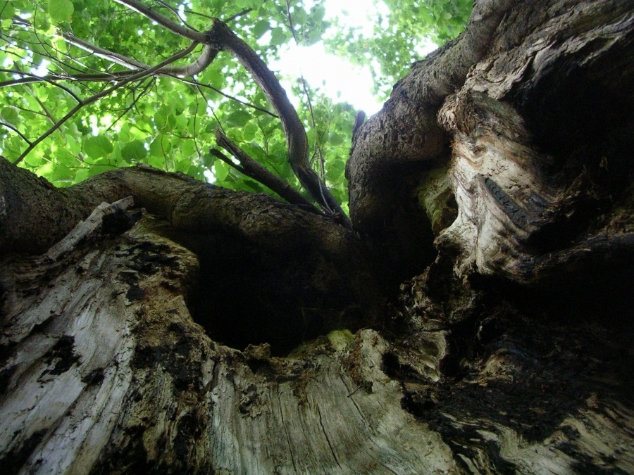 Blick aus den Höhlen der alten Bäume
