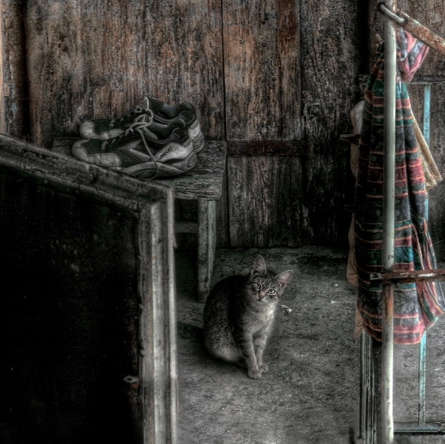 Katze und Schuhe Storu ...