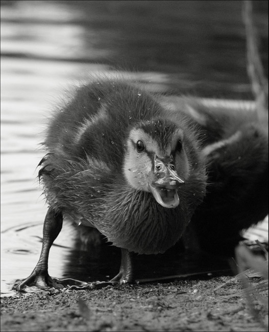 Ja, gehen Sie in einen Baumstumpf!