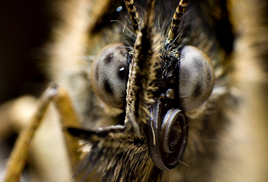 Nur ein Schmetterling