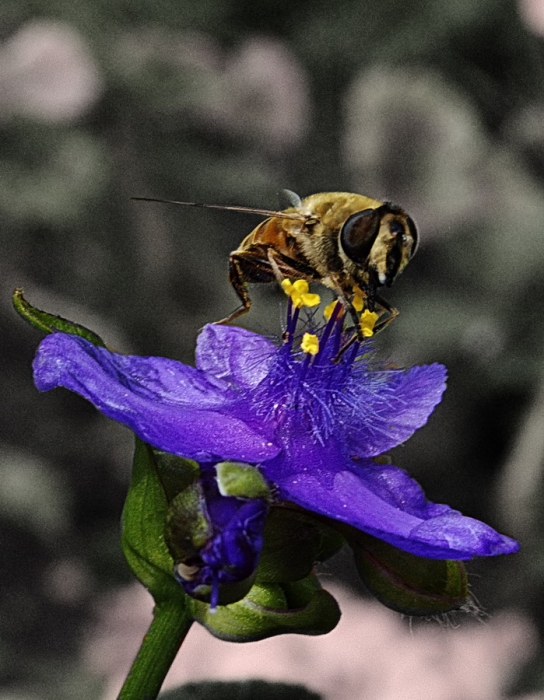 The Story of a Flower