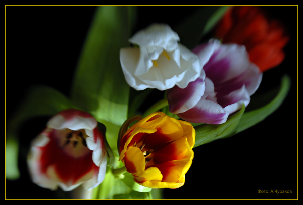 Tulpen-2