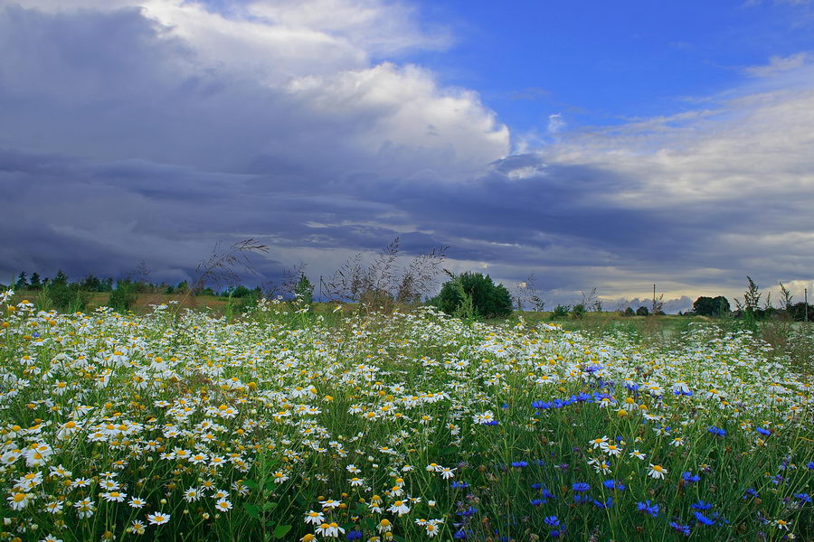 Kamille Plantage mit Kornblume Elemente
