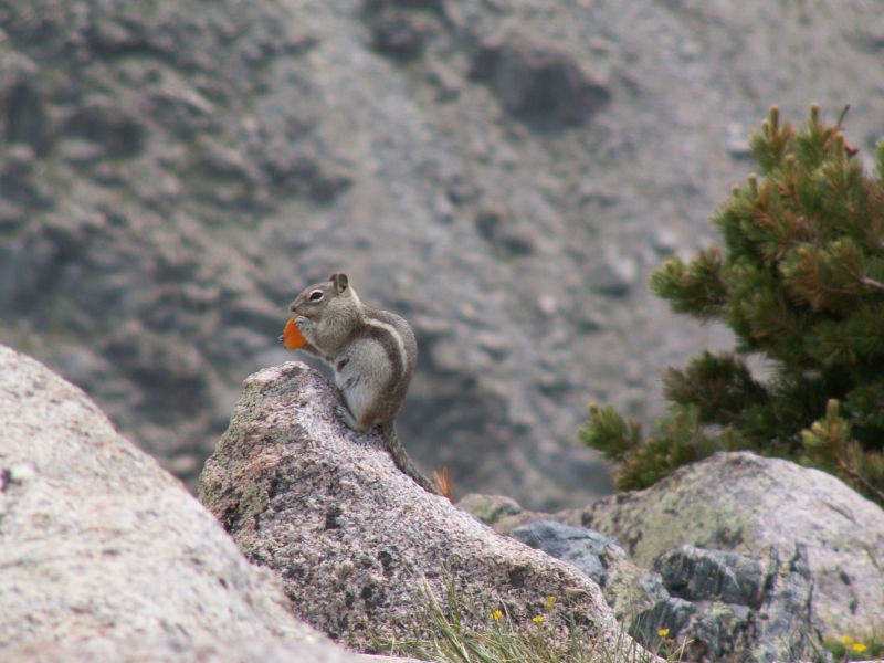 Chipmunk mit getrockneten Aprikosen
