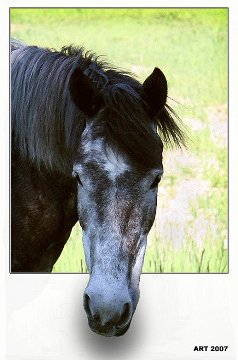 Porträt eines traurigen Pferd