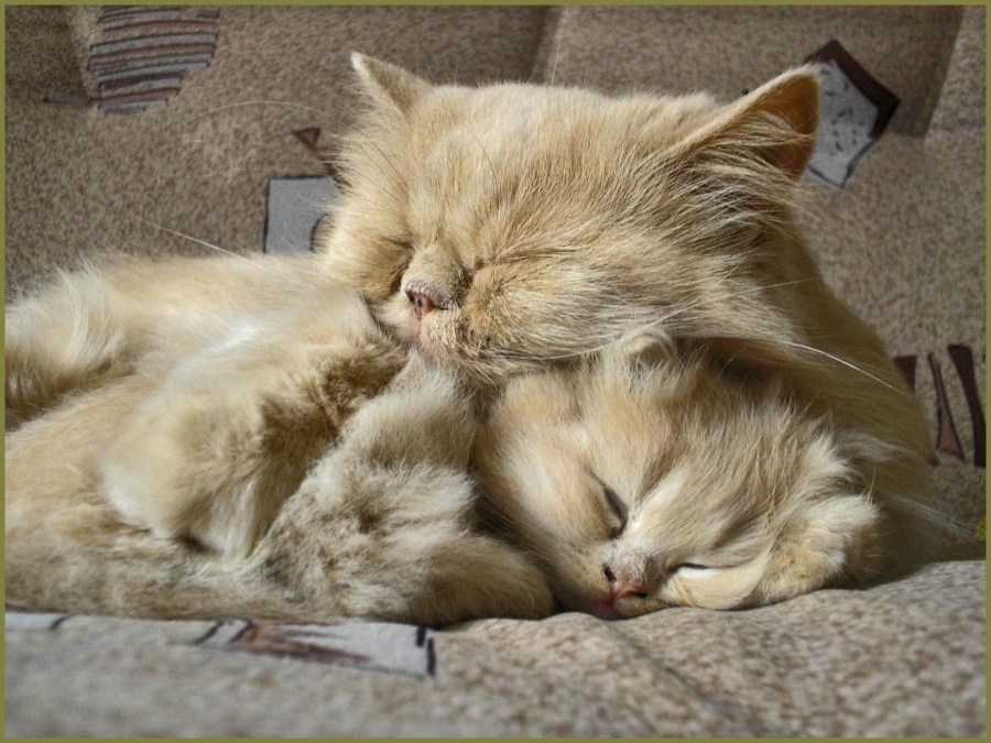 Nur eine so starke Liebe ..