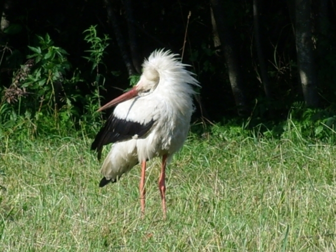 müssen weniger trinken