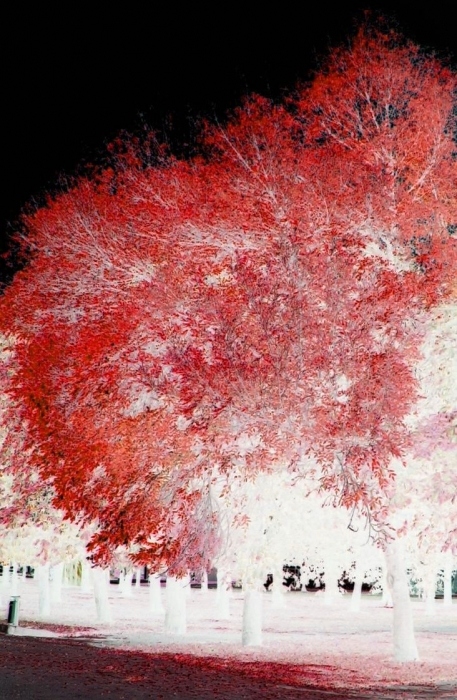 Kryvavyya drevy i smetnіtsa