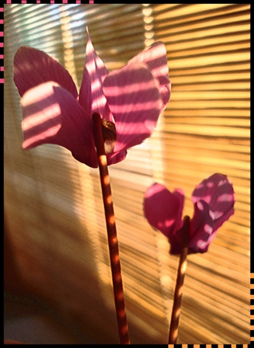 Zwei Männer in Unterhosen ...