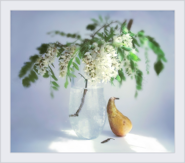 Bei blühenden Akazie