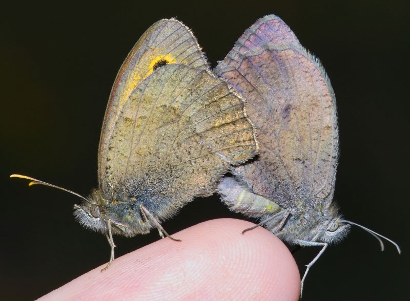 Denken Sie daran, wir waren in einem Bordell? Ähnlich und Schmetterlinge!