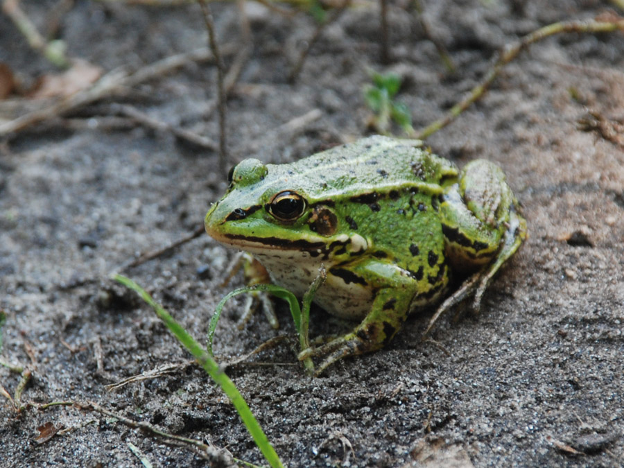 Vegetarismus jetzt in Mode ..