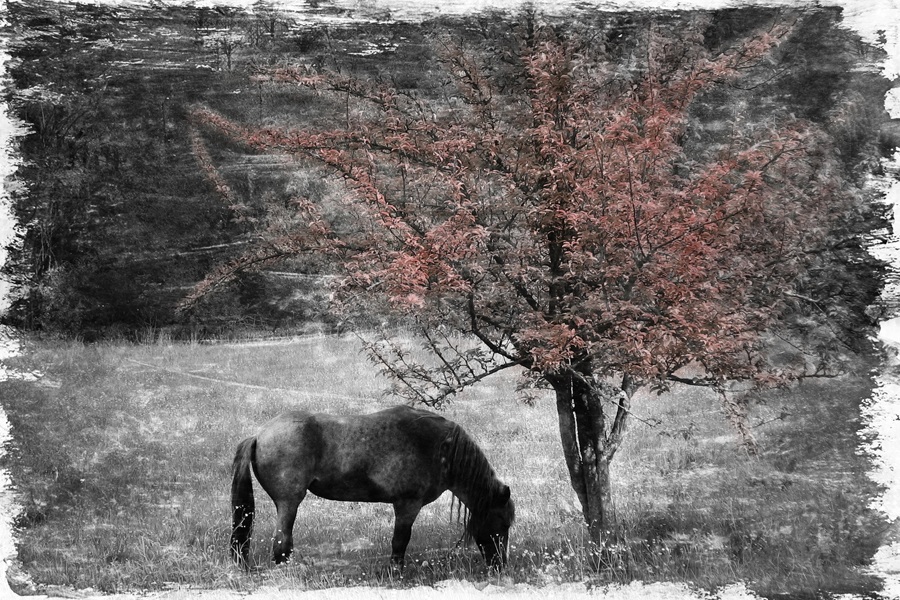 Außerdem Traum der bunten Träume
