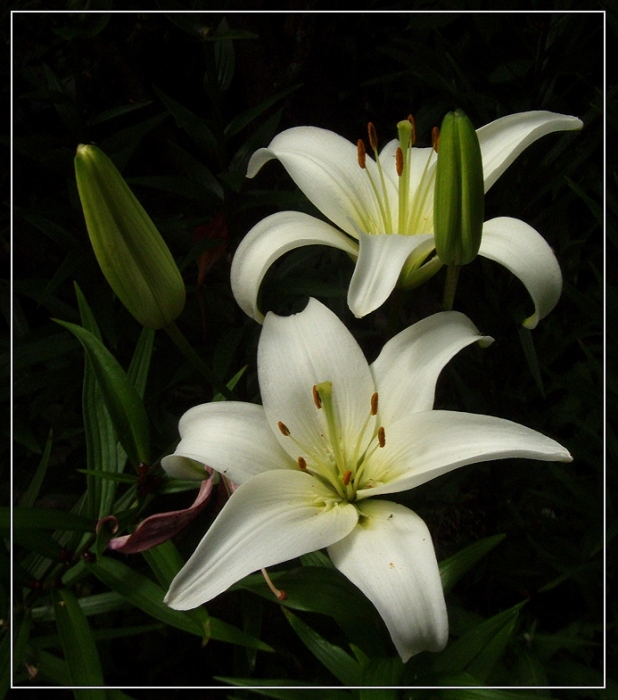 Lilien
