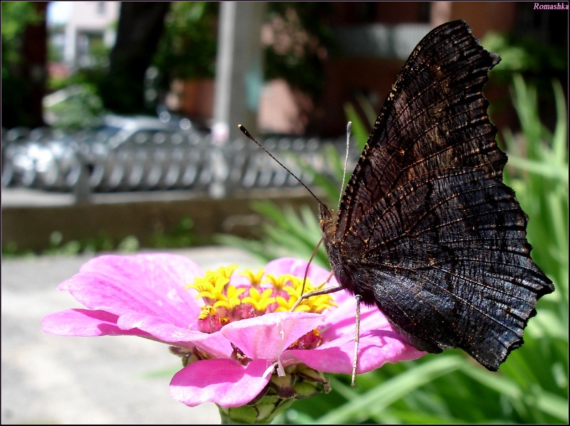 wie schwierig es ist, einen Namen für das Porträt eines Schmetterlings zu wählen!