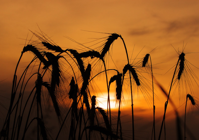 Von der Sonne verbrannt