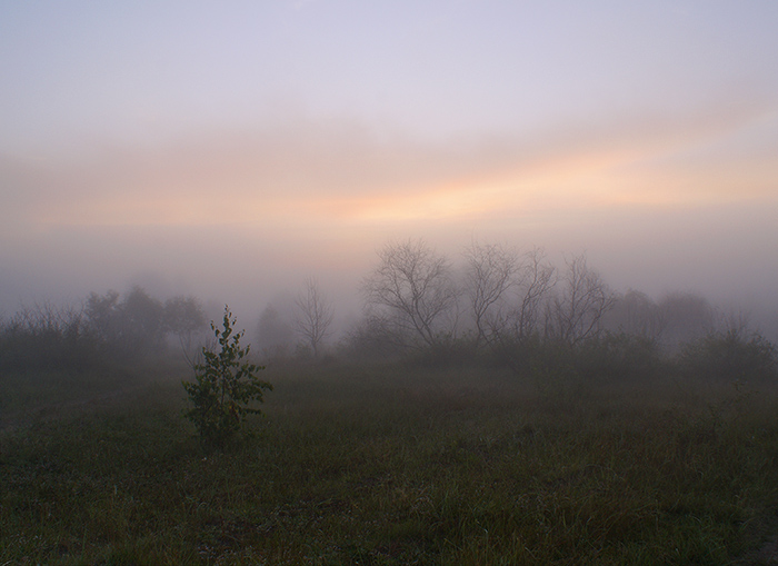 Die Suche nach einer Igel