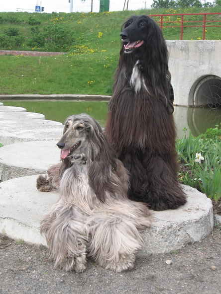 Afghanische Windhunde