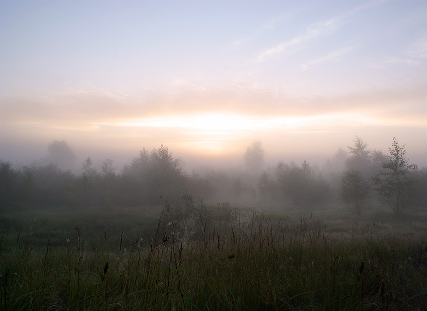 Auf der Suche nach dem Igel # 2