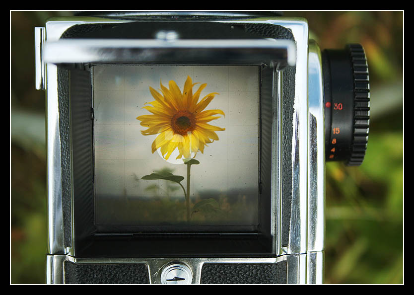 soneyka ¢ fotaaparatse kahanaga