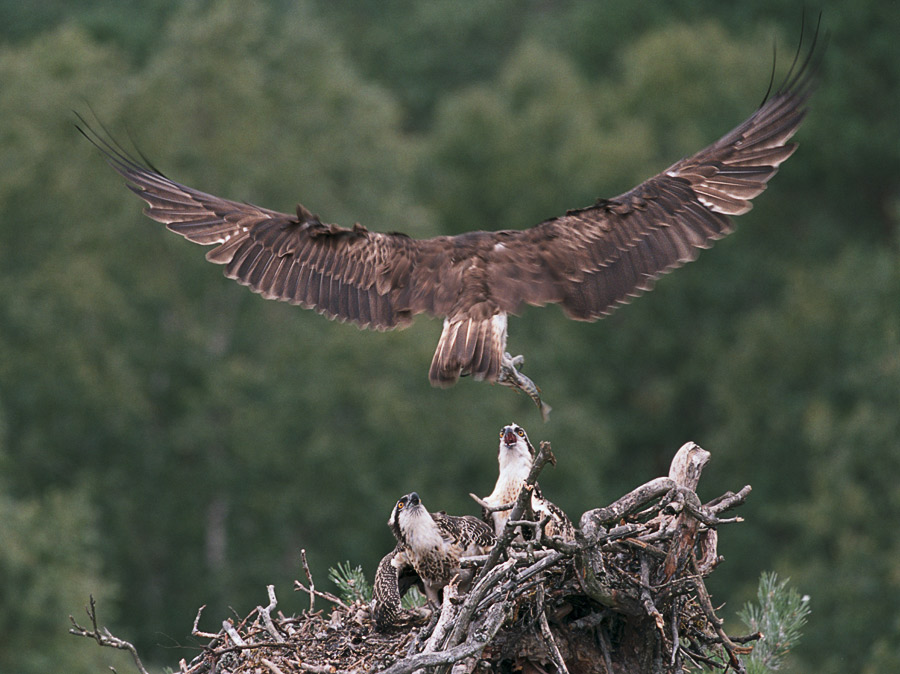 Osprey. Hooray! Papic vom Fischfang ist wieder da!