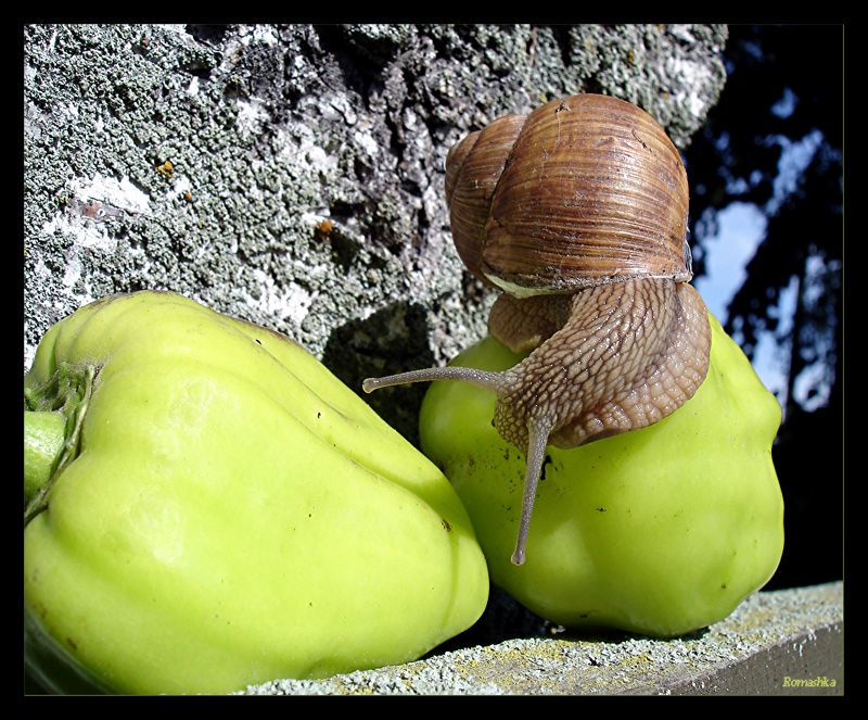 "Dies ist nun beschäftigt, und die zweite für den Winter Salzen ..."