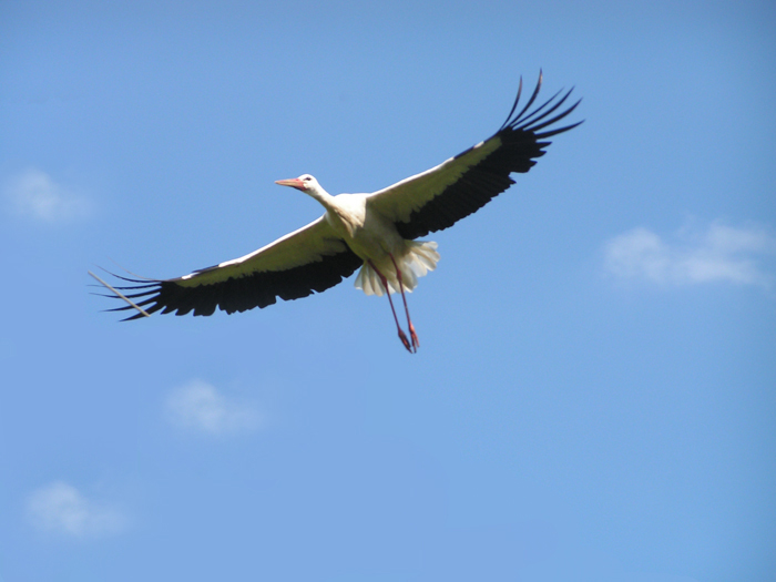 Stork-Zauberer