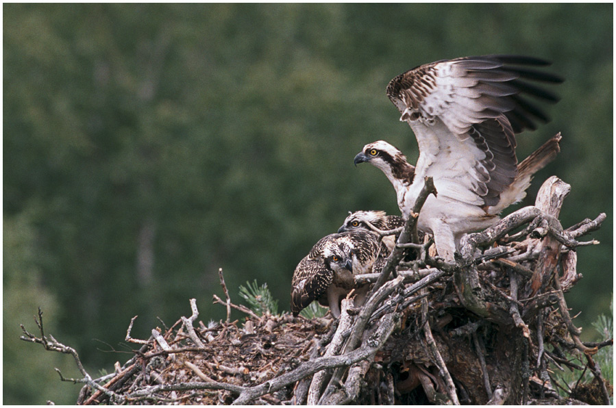 Osprey. Gemeinsam mit seinem Vater.