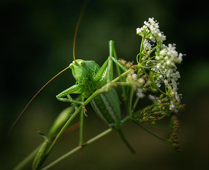 Architekt seines eigenen Glücks.