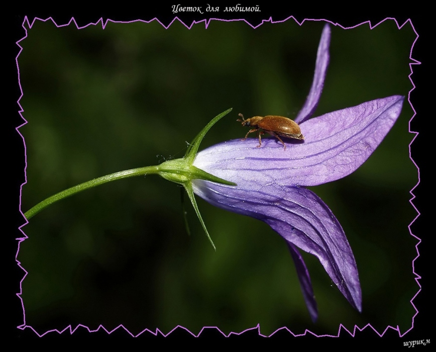 Eine Blume für Ihren Favoriten.