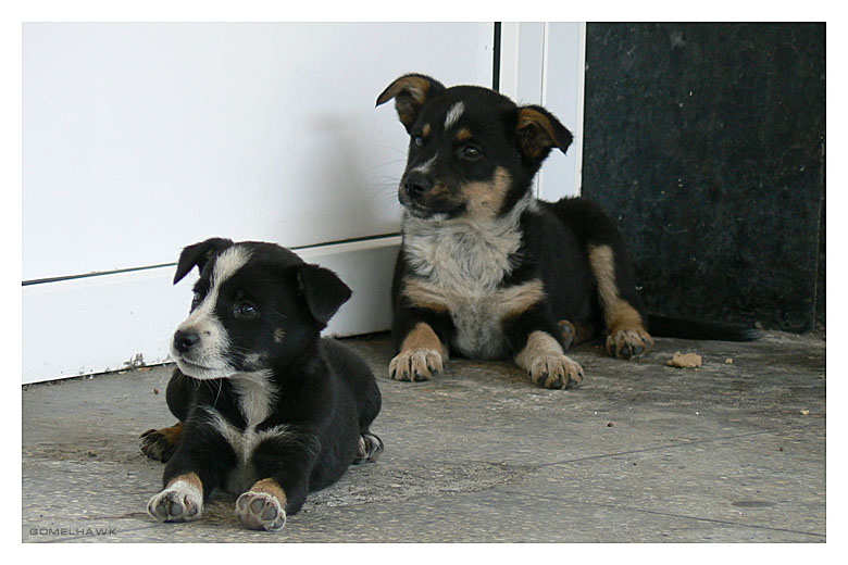 Nur wenige der Lebensqualität der Hunde ...