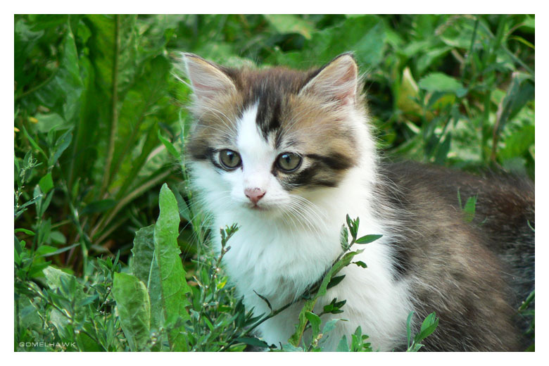 Nur wenige der Katzen Leben ...