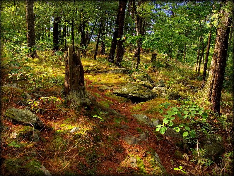 Forest Yak Wald adno - on the rocks