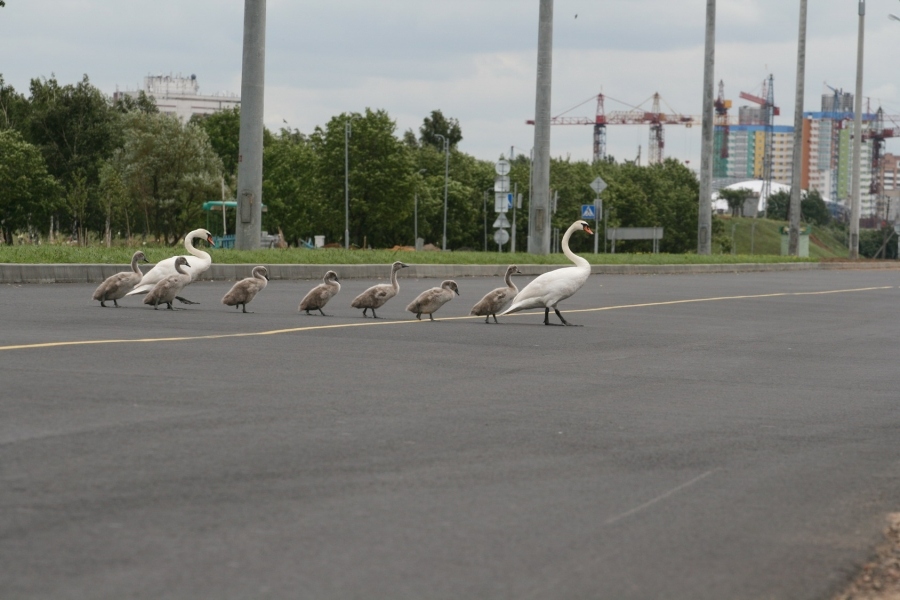 der sagte, dumm wie eine Ente? :)