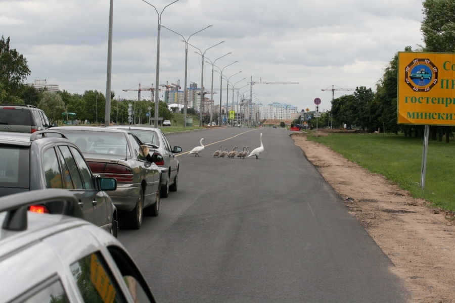 der sagte, dumm wie eine Ente? :)