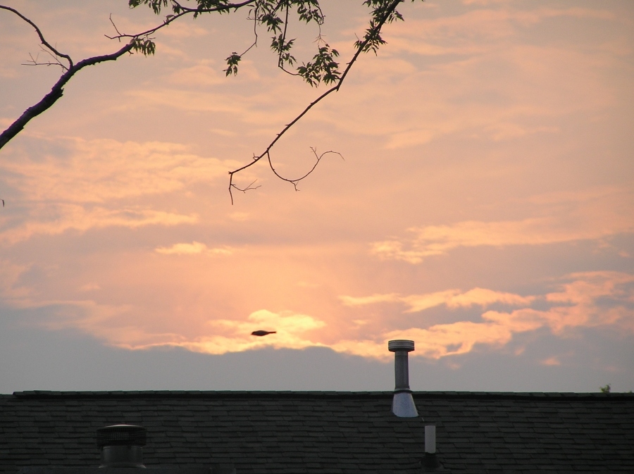 Flug in der Dämmerung
