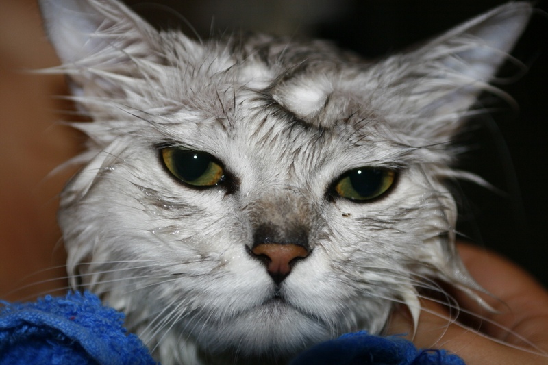 Meine Rache wird fürchterlich sein ..