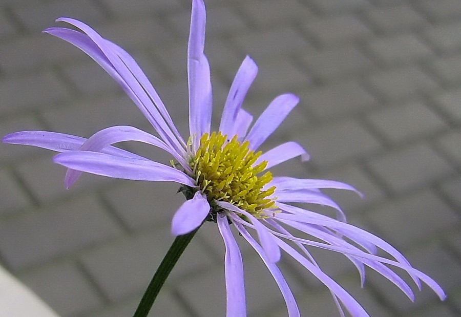 städtischen Romantik
