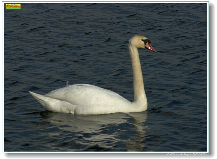Schwan