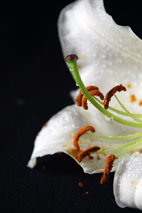 Von Tröpfchen, Pollen und Stempel ...